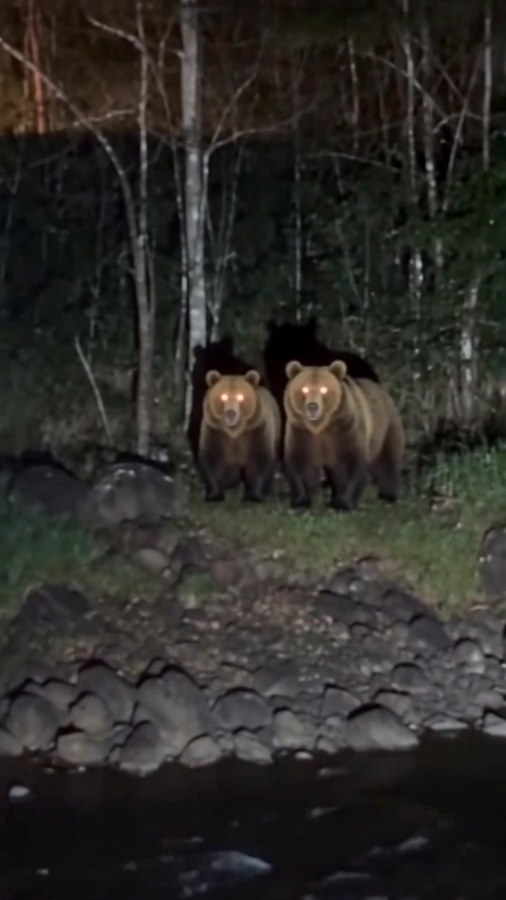 Bridge Backflip Grizzly Bear Remix