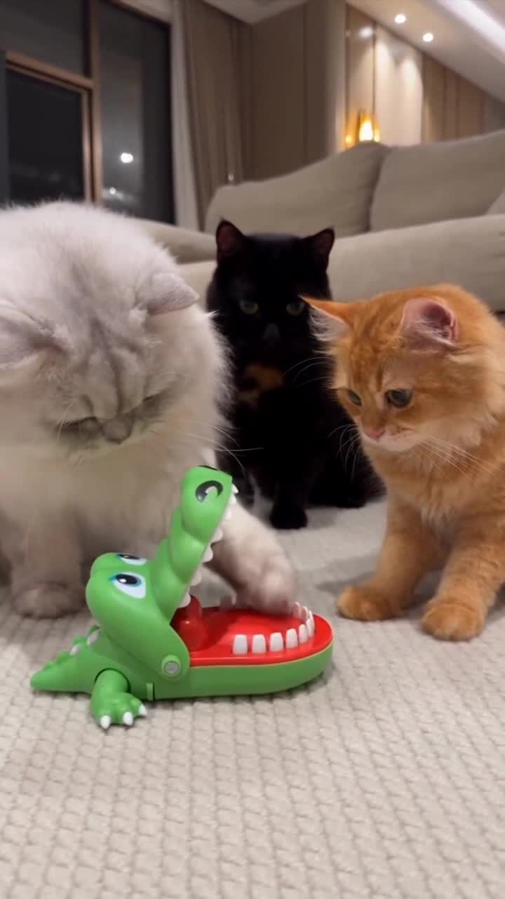 Luxury Cat Crocodile Challenge — Seedance 2.5