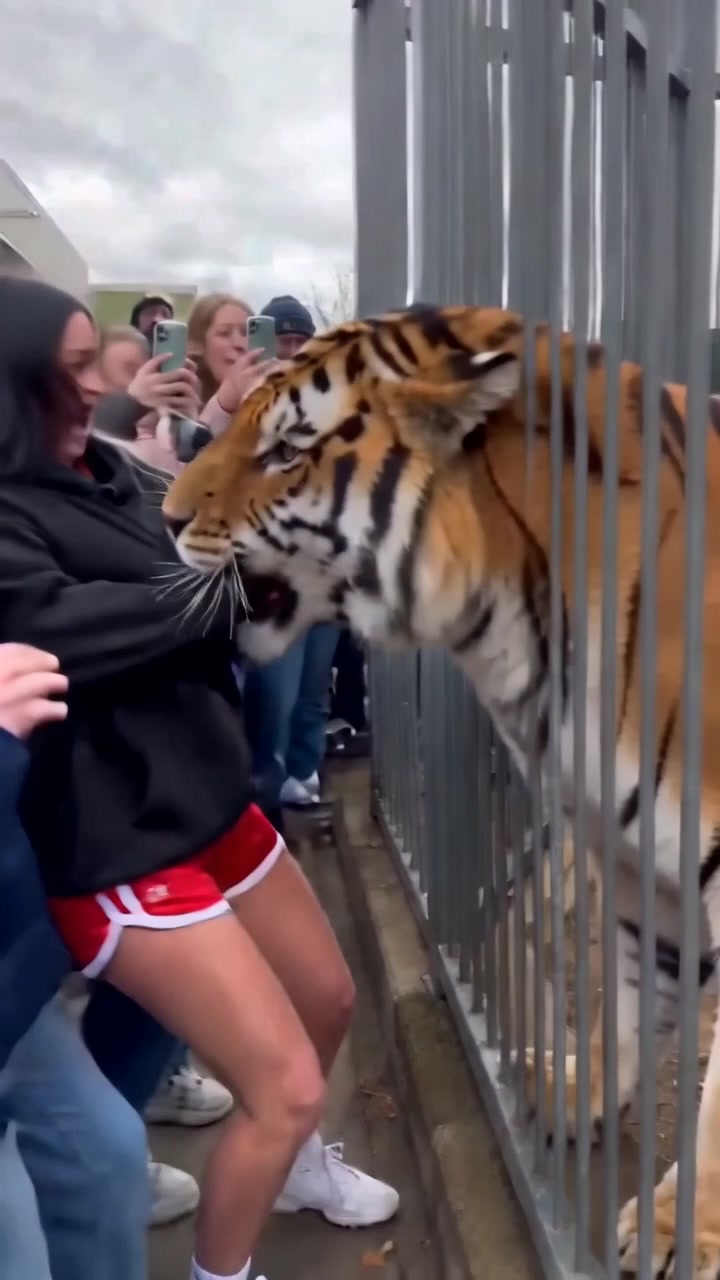 Tiger Cage Rescue Remix