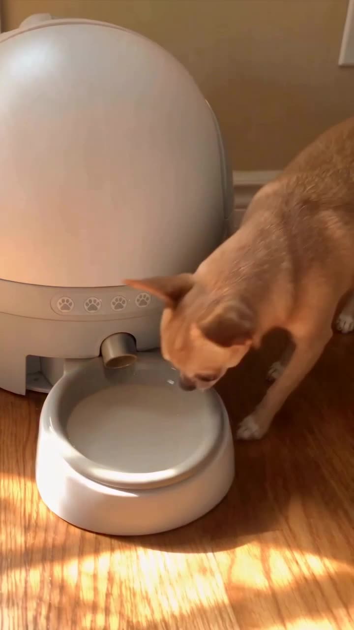 Chihuahua playing with a dog tablet
