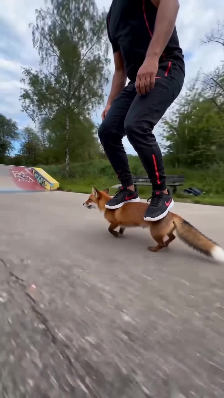 Skate dogs