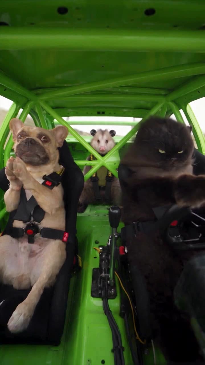 Lime-Green Animal Race-Car Remix — Seedance 2.5